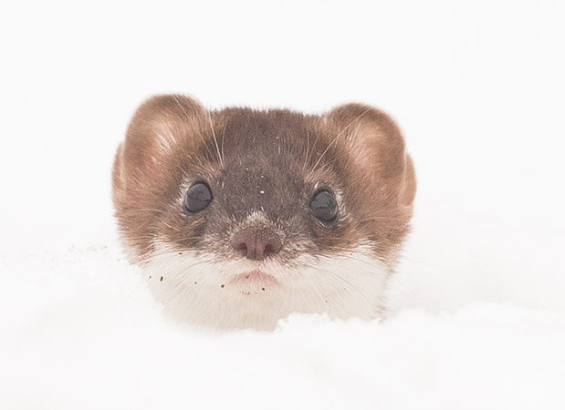 Hermelin schaut aus dem Schnee